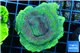 Montipora green & purple polyps 4-6 cm WYSIWYG acclimaté