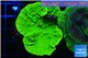 Montipora green cap 3-4 cm WYSIWYG acclimaté