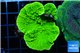 Montipora green cap 3-4 cm WYSIWYG acclimaté