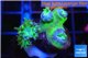 Duncanopsammia green 3-5 polyps WYSIWYG acclimaté