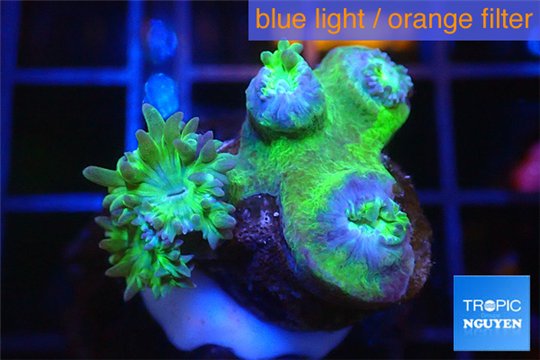 Duncanopsammia green 3-5 polyps WYSIWYG acclimaté