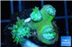 Duncanopsammia green 3-5 polyps WYSIWYG acclimaté