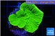 Montipora green cap 2-4 cm WYSIWYG acclimaté