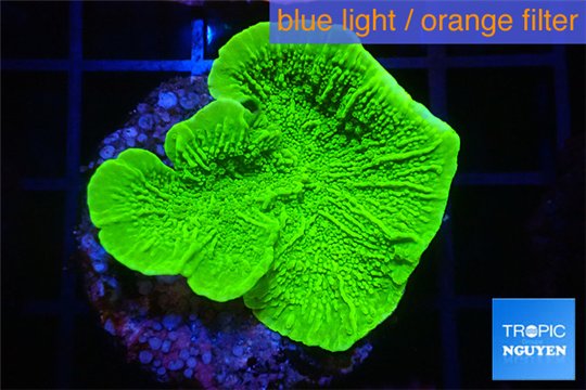Montipora green cap 2-4 cm WYSIWYG acclimaté