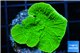 Montipora green cap 2-4 cm WYSIWYG acclimaté