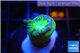 Duncanopsammia green 1 polyp WYSIWYG acclimaté