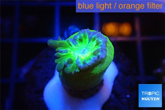Duncanopsammia green 1 polyp WYSIWYG acclimaté