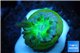 Duncanopsammia green 1 polyp WYSIWYG acclimaté