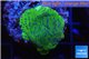 Montipora red & purple polyps Fijii 2 cm WYSIWYG acclimaté