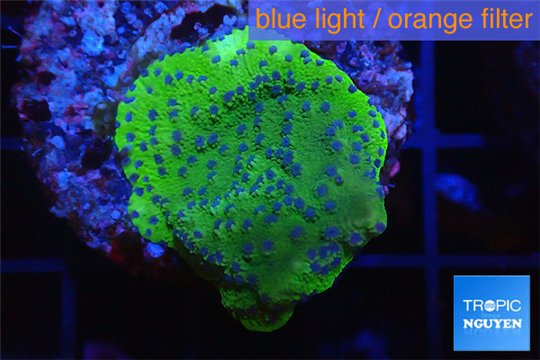 Montipora red & purple polyps Fijii 2 cm WYSIWYG acclimaté