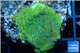 Montipora red & purple polyps Fijii 2 cm WYSIWYG acclimaté
