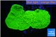 Montipora green cap 3-4 cm WYSIWYG acclimaté