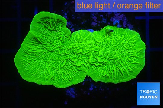 Montipora green cap 3-4 cm WYSIWYG acclimaté