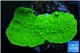 Montipora green cap 3-4 cm WYSIWYG acclimaté