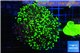 Euphyllia paraancora toxic green reverse 4-6 cm WYSIWYG acclimaté
