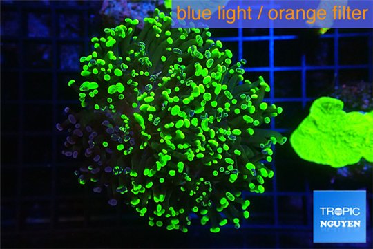 Euphyllia paraancora toxic green reverse 4-6 cm WYSIWYG acclimaté