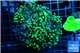 Euphyllia paraancora toxic green reverse 4-6 cm WYSIWYG acclimaté