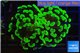 Euphyllia paraancora toxic green 3-6 cm WYSIWYG acclimaté