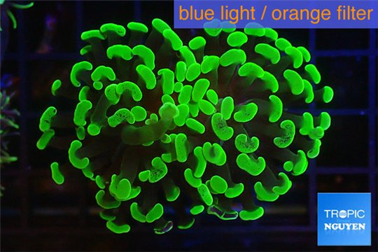 Euphyllia paraancora toxic green 3-6 cm WYSIWYG acclimaté