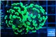 Euphyllia paraancora toxic green 3-6 cm WYSIWYG acclimaté