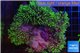 Pachyclavularia neon green 8-12 cm WYSIWYG acclimaté