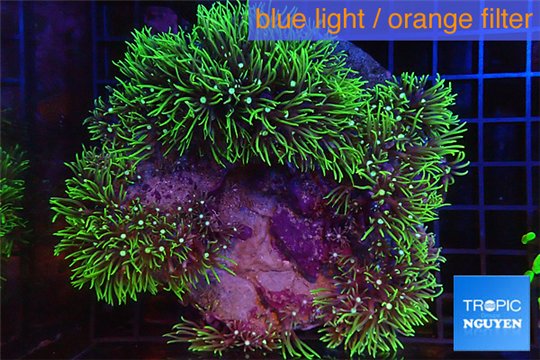 Pachyclavularia neon green 8-12 cm WYSIWYG acclimaté