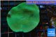 Porites green & purple polyps 5-7 cm WYSIWYG acclimaté