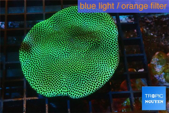 Porites green & purple polyps 5-7 cm WYSIWYG acclimaté