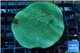 Porites green & purple polyps 5-7 cm WYSIWYG acclimaté
