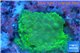 Acropora green Indonesia 1-2 cm WYSIWYG acclimaté