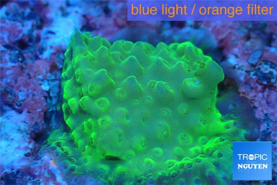 Acropora green Indonesia 1-2 cm WYSIWYG acclimaté