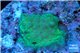 Acropora green Indonesia 1-2 cm WYSIWYG acclimaté