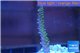Acropora pink & golden green Indonesia 3-4 cm WYSIWYG acclimaté