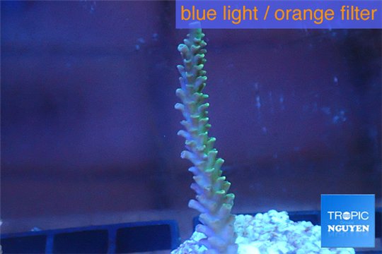 Acropora pink & golden green Indonesia 3-4 cm WYSIWYG acclimaté