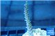 Acropora pink & golden green Indonesia 3-4 cm WYSIWYG acclimaté