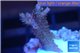 Acropora pink Indonesia 2-4 cm WYSIWYG acclimaté