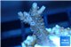 Acropora pink Indonesia 2-4 cm WYSIWYG acclimaté