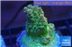 Acropora sunset premium 3-4 cm WYSIWYG acclimaté