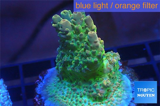 Acropora sunset premium 3-4 cm WYSIWYG acclimaté