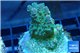 Acropora sunset premium 3-4 cm WYSIWYG acclimaté