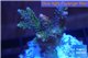 Acropora pink & green Indonesia 3-4 cm WYSIWYG acclimaté