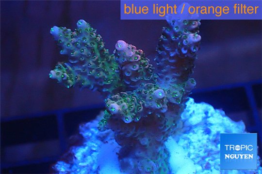 Acropora pink & green Indonesia 3-4 cm WYSIWYG acclimaté
