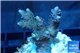 Acropora pink & green Indonesia 3-4 cm WYSIWYG acclimaté
