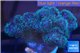 Pocillopora green & pink tip 2-3 cm WYSIWYG acclimaté