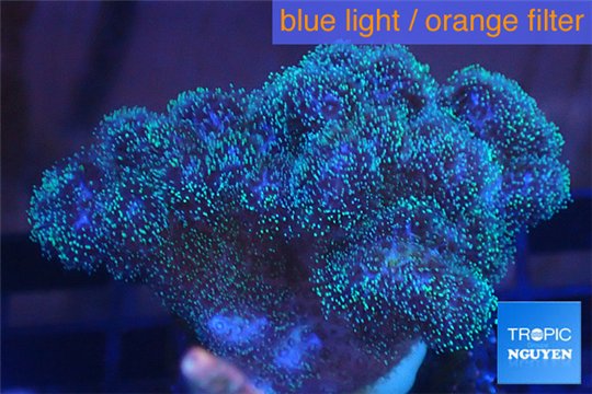 Pocillopora green & pink tip 2-3 cm WYSIWYG acclimaté