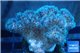 Pocillopora green & pink tip 2-3 cm WYSIWYG acclimaté