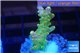 Acropora golden purple Indonesia 2-3 cm WYSIWYG acclimaté