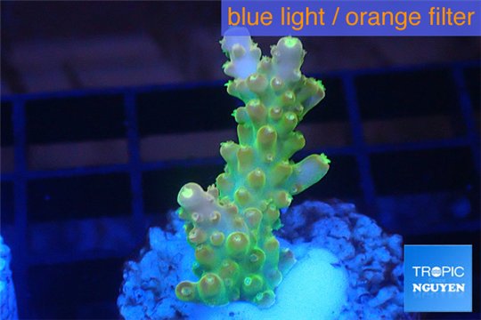 Acropora golden purple Indonesia 2-3 cm WYSIWYG acclimaté