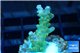 Acropora golden purple Indonesia 2-3 cm WYSIWYG acclimaté