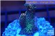 Acropora mango Indonesia 3-4 cm WYSIWYG acclimaté